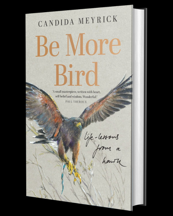 Be More Bird: Life Lessons from a Hawk