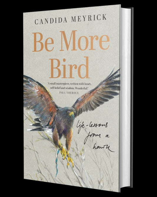 Be More Bird: Life Lessons from a Hawk